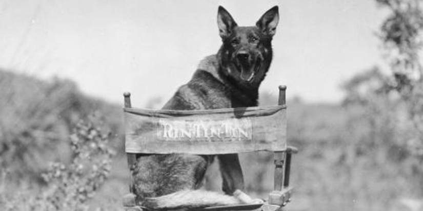 Rin Tin Tin's success helped Warner Bros.